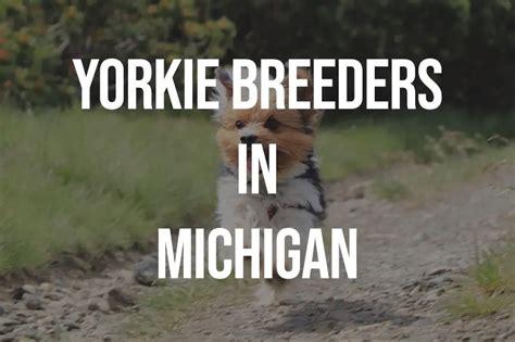 7 Yorkie Breeders in Michigan MI – Puppies for Sale