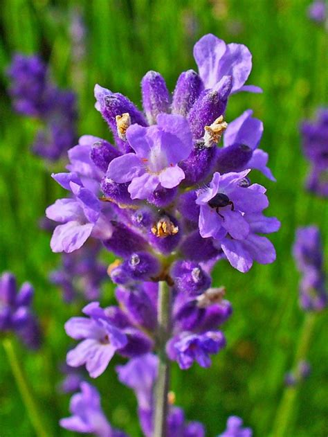 7 Arti Bunga Lavender Ciri Ciri Dan Manfaatnya Warna Lavender Tua - Warna Lavender Tua