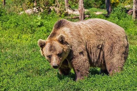 7 Arti Mimpi Dikejar Beruang Benarkah Pertanda Malapetaka Arti Mimpi Dikejar Beruang Hitam - Arti Mimpi Dikejar Beruang Hitam