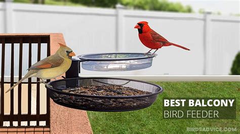 7 Best Balcony Bird Feeder Birds Advice Bird Feeder Pole For Balcony - Bird Feeder Pole For Balcony
