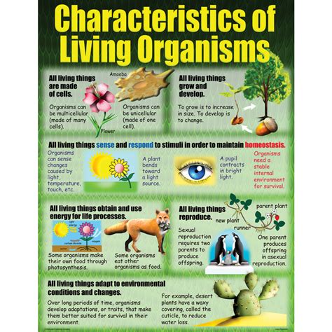 7 Characteristics Of Living Organisms Pdf Worksheet 7th Organism Worksheet For 7th Grade - Organism Worksheet For 7th Grade