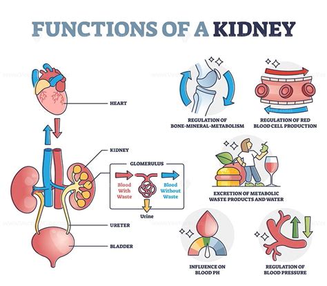 7 Functions Of The Kidney