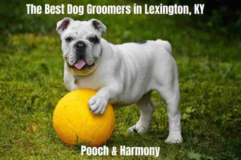 7 of the Best Dog Groomers in Lexington, KY - Pooch & Harmony