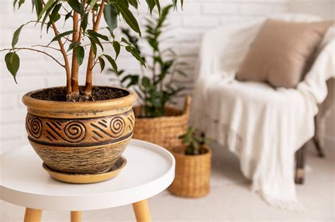 7 plante feng shui pentru prosperitate si abundenta