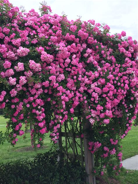 7 Sisters Rose