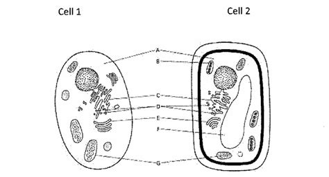 Read 7 Grade Science Chapter 3 Cells Study Guide 