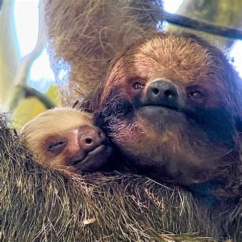 7. Reproduction and Lifespan - The Sloth Conservation Foundation