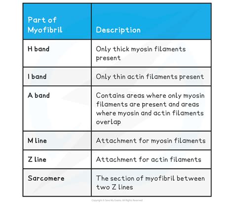 7.1.2 Muscle Fibres - Save My Exams