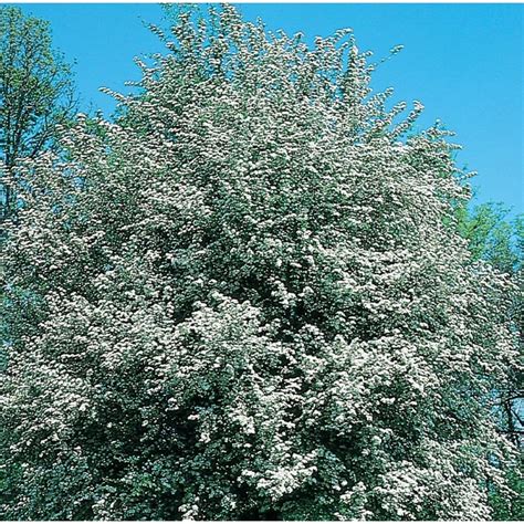 7.28-Gallon White Flowering Winter King Hawthorn In Pot (With …