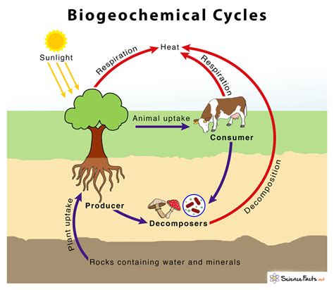 7.3: Biogeochemical Cycles - Biology LibreTexts - raincitystudios.com