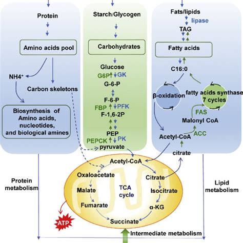 7.6: Connections of Carbohydrate, Protein, and Lipid Metabolic …