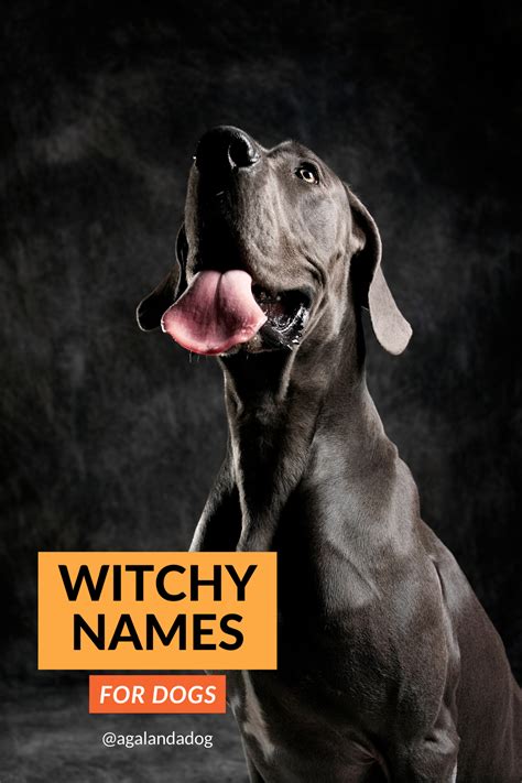 70+Demon Dog Names: The Best Hellhound Names For …