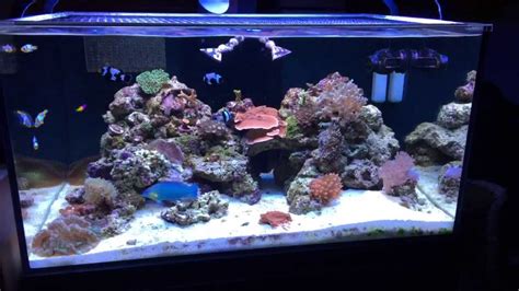 70 gal fish tank. Hello Everyone,I wanted to compare the 55 gallon fish tank with a 75 gallon fish tank and talk about the advantages and disadvantages of each. Let us know wh... 