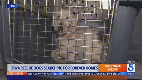 700 dogs rescued from puppy mill in Iowa; 53 available for adoption in Studio City 