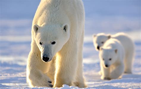 700 Free Polar Bear Amp Bear Images Pixabay Polar Bear Pictures To Colour - Polar Bear Pictures To Colour