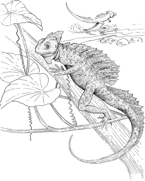 71 Free Printable Lizard Coloring Pages Coloring Pages Of Lizards - Coloring Pages Of Lizards