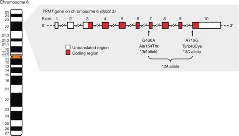 7172 - Gene ResultTPMT thiopurine S-methyltransferase