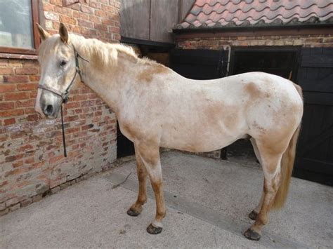 74 Horses for Sale in Porthtowan Horsemart