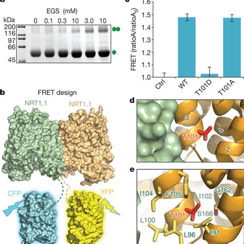 7458066 - Gene ResultLOC7458066 high affinity nitrate transporter 2.5 ...