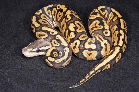 75+ Ball Python Morphs Color, Pattern & More Reptiles