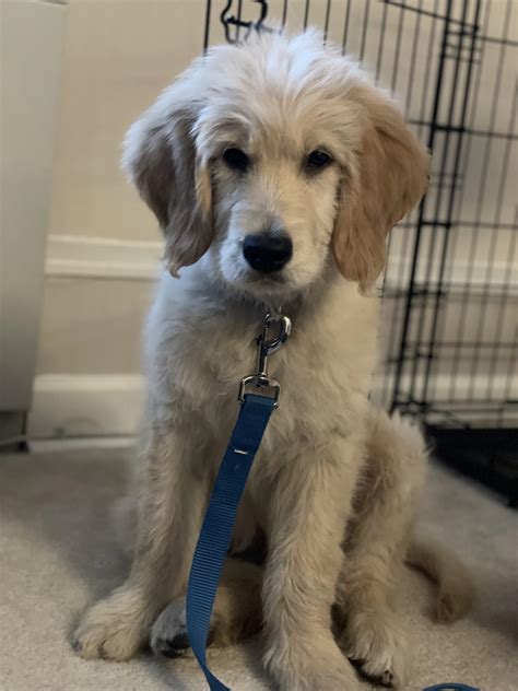 75 golden retriever 25 poodle. Are you looking for a new furry friend to add to your family? Have you been considering getting a poodle puppy, but don’t want to pay the high price tag that comes with it? Well, now you can get a free poodle puppy. Here’s how: 