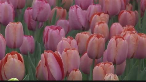 75th annual tulip festival preparations