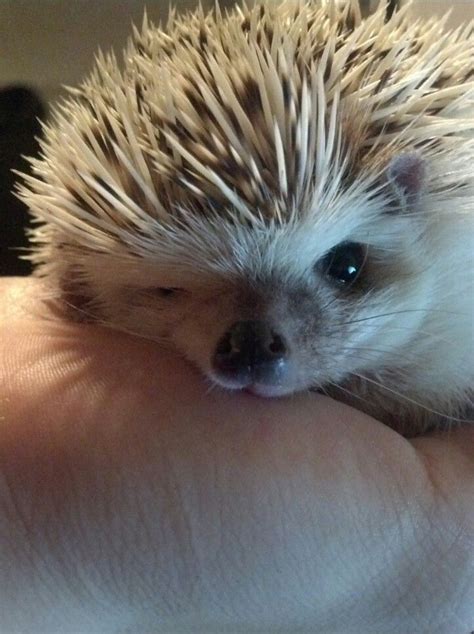 76 Adorable Hedgehog Pics To Celebrate Hedgehog Day