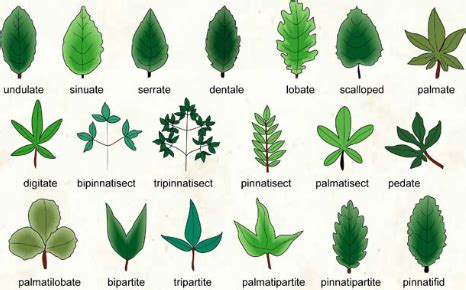 76 Types Of Leaves With Names And Pictures Pictures Of Different Types Of Leaves - Pictures Of Different Types Of Leaves