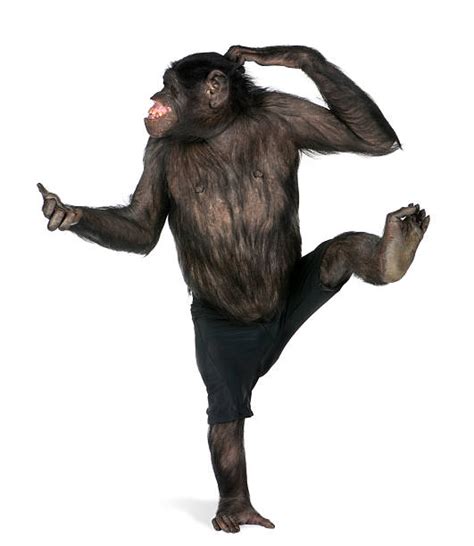 770+ Monkey Dance Stock Photos, Pictures & Royalty-Free …