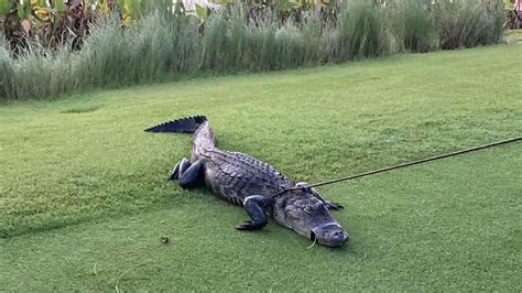 79-year-old hospitalized after alligator attack at Florida golf course community