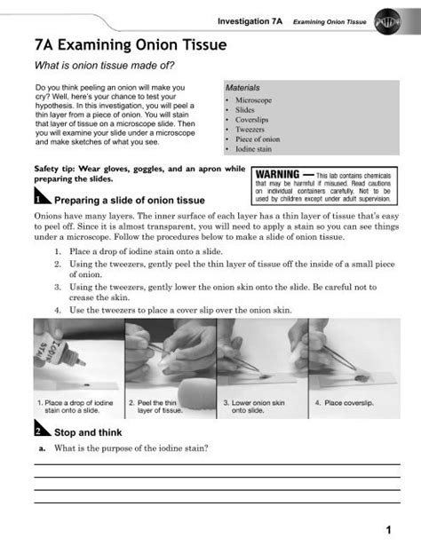 7a examining onion tissue lab answers