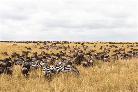 8,096 Savanna Ungulate Stock Photos and Images - 123RF