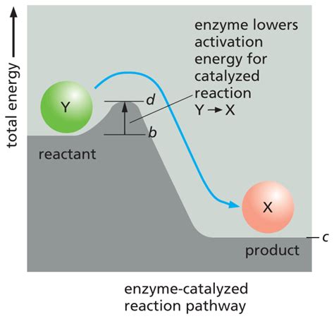 8: Enzyme-catalyzed reactions - Biology LibreTexts - wintechmobiles.com