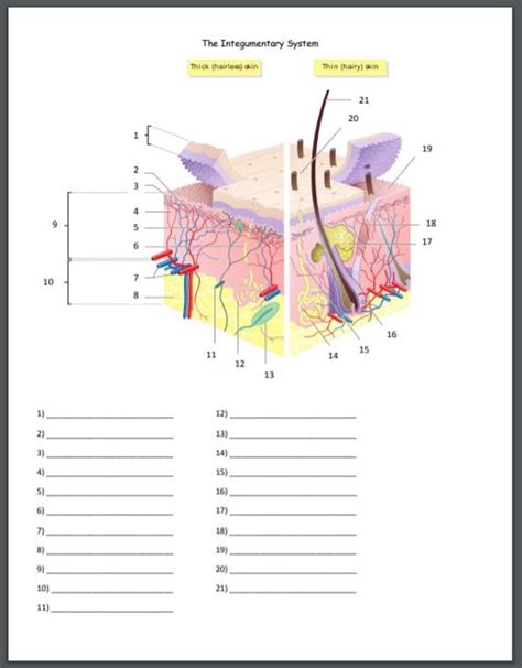8 10 Practice Test The Integumentary System Biology The Skin Integumentary System Worksheet - The Skin Integumentary System Worksheet