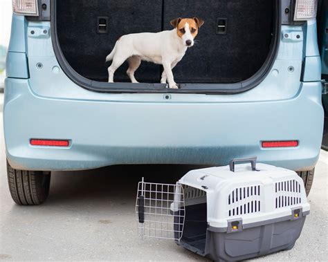 8 Alternatives to Blue Collar Pet Transport - CitizenShipper