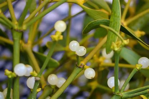 8 Amazing Mistletoe Extract Benefits - Plants Craze