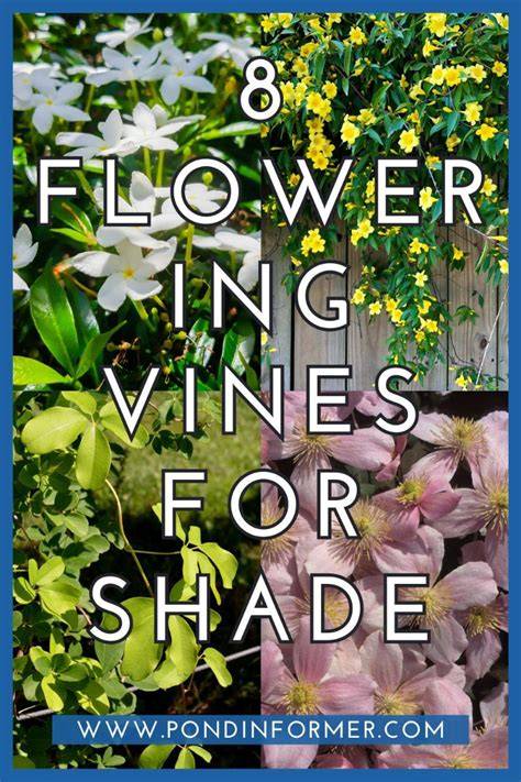 8 Best Flowering Vines for Shade (Shade Lovers) - raincitystudios.com