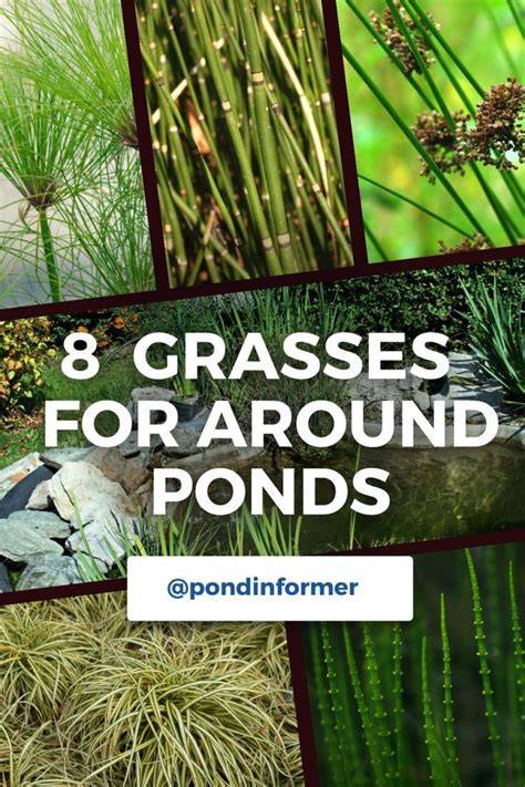 8 Best Grasses to Plant Around Ponds (Top Picks) - raincitystudios.com