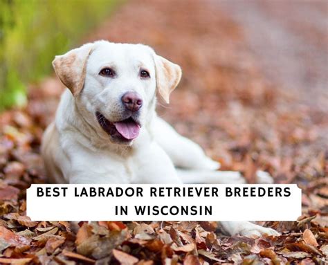 8 Best Labrador Retriever Breeders in Wisconsin 2024