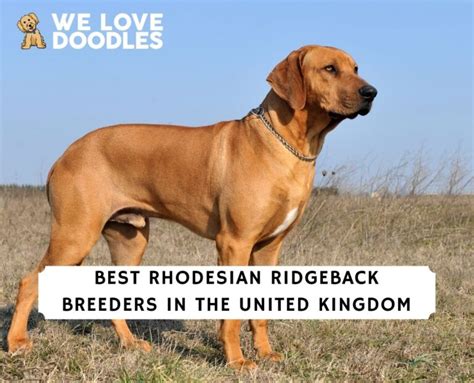 8 Best Rhodesian Ridgeback Breeders in the UK! (2024)