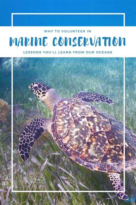 8 Creative Ways to Volunteer in Marine Conservation - raincitystudios.com