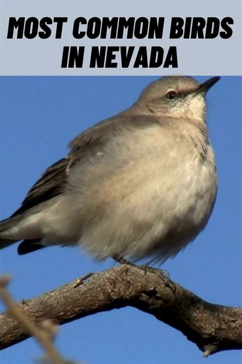 8 Common Birds in Nevada (Northern and Southern) - BirdAdviser