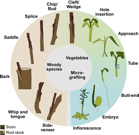 8 Different Types of Grafting | Top Grafting Methods - raincitystudios.com