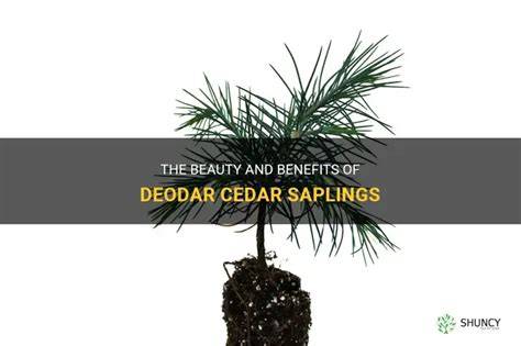 8 Essential Steps for Cedar Sapling Care: Expert Tips for Thriving ... - raincitystudios.com