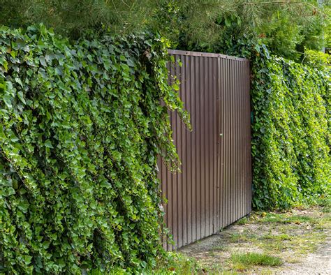 8 Evergreen Vines for Privacy: Fast-Growing & Cold … - raincitystudios.com