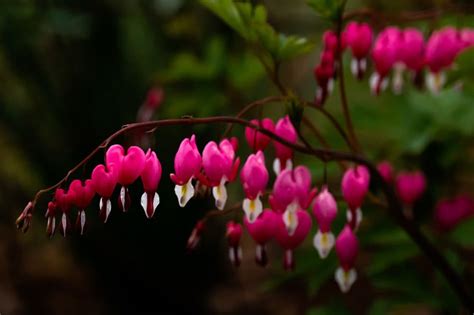 8 Flowers That Mean Unrequited Love: [One Sided Love] - Plant Grower …