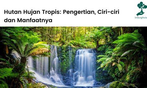 8 Manfaat Hutan Hujan Tropis - detikcom - raincitystudios.com