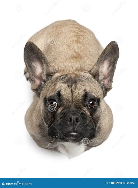 8 Month Old French Bulldog Puppy