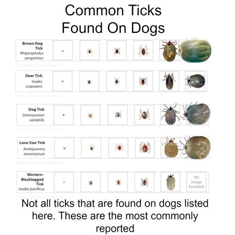 8 Most Common Types of Ticks on Dogs and How to Identify Them