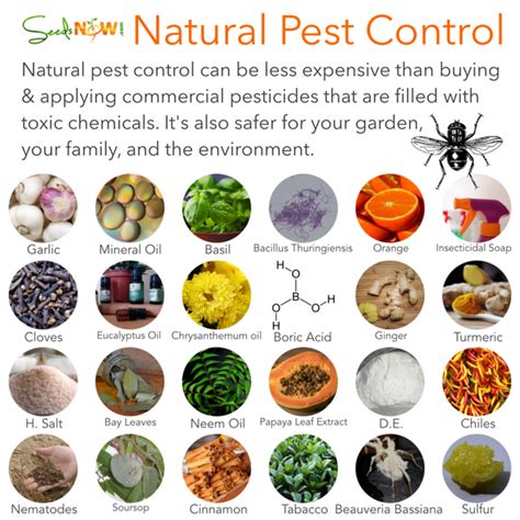 8 Natural Pest Control Methods for your Garden - Jeffries - raincitystudios.com